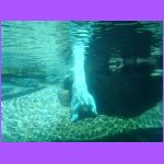 Polar Bear Under Water 2.jpg